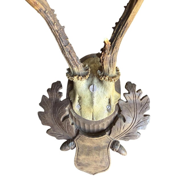 Roe Deer Trophy 176 Black Forest Antlers Mount For Sale - Image 4 of 5