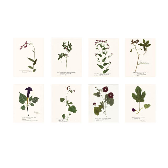 Antique Botanical Set in Oxblood - Set of 8 16" X 20" For Sale - Image 4 of 15