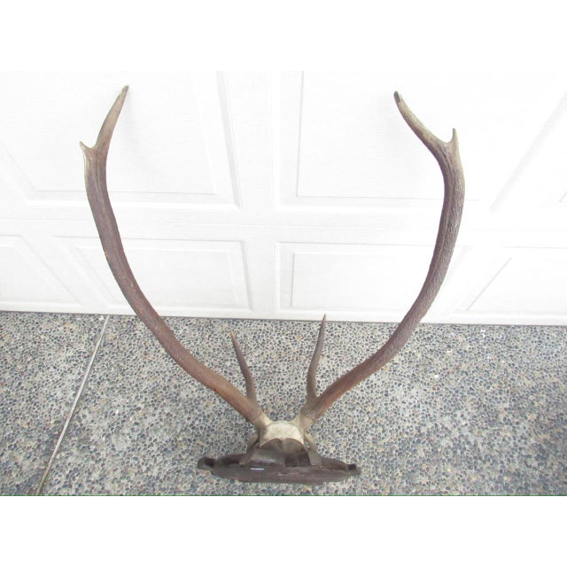 Vintage Black Forest Mounted Deer Antlers For Sale - Image 12 of 16