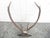 Vintage Black Forest Mounted Deer Antlers For Sale - Image 12 of 16