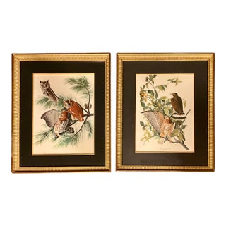 Pair Audubon Folio Original Prints John James Audubon Broad Winged Hawk and the Screech Owl Double Giltwood Rope Framed Linen Matte. For Sale