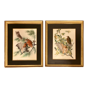 Pair Audubon Folio Original Prints John James Audubon Broad Winged Hawk and the Screech Owl Double Giltwood Rope Framed Linen Matte.