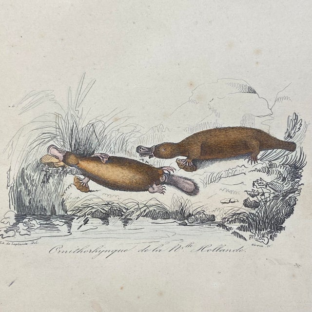 French Antique 18th Century Animal Engraving Hand Colored Signed Artwork For Sale - Image 4 of 12