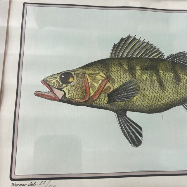 Italian Vintage Italian Hand Colored Limited Edition Engraving of Tropical Fish Edizioni Ponte Vecchio Florence Italy For Sale - Image 3 of 7