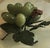 This is a Realistic and wonderfully pleasing cluster of carved jade grapes with darker jade carved leaves. I love these...