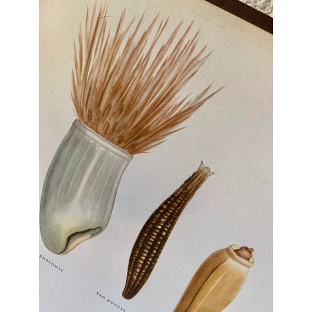 Mid-Century Modern Vintage Botanical Danish Seed Catalog Lithograph Poster No. 6, New Old Stock For Sale - Image 3 of 12