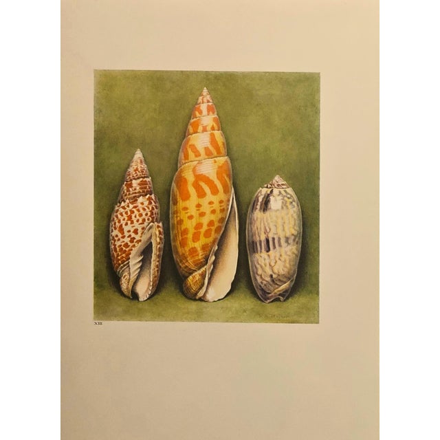 1930s 1935 Rare Set of 3 French Lithographs- Sea Shells For Sale - Image 5 of 7