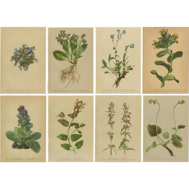 Alpine Flora Botanical Illustrations, 1897, Set of 8 For Sale - Image 11 of 11
