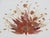 Scheibe Mid Century Folding Wooden Tv Trays Floral Top 4pc Set With Stand 6896 For Sale - Image 10 of 18