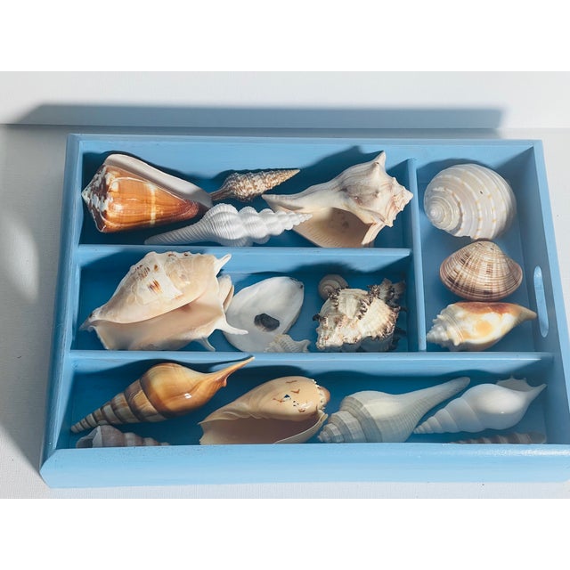 Vintage Sea Shell Collection Coastal Marine Specimens in Blue Box For Sale - Image 4 of 6