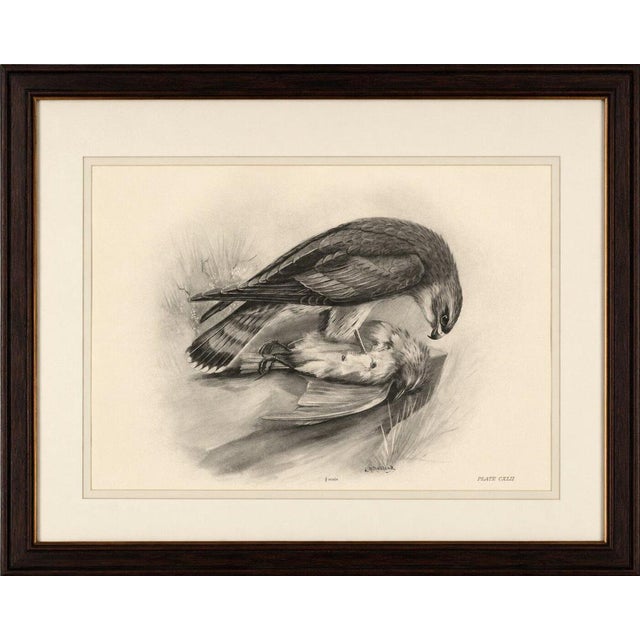 A striking original antique ornithological plate depicting a merlin falcon standing over a captured small bird. Unlike a...