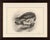 A striking original antique ornithological plate depicting a merlin falcon standing over a captured small bird. Unlike a...