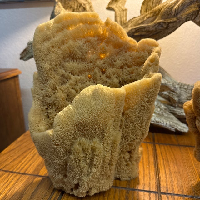 Coastal Pair of Incredible Natural Sea Sponge Specimens For Sale - Image 3 of 7