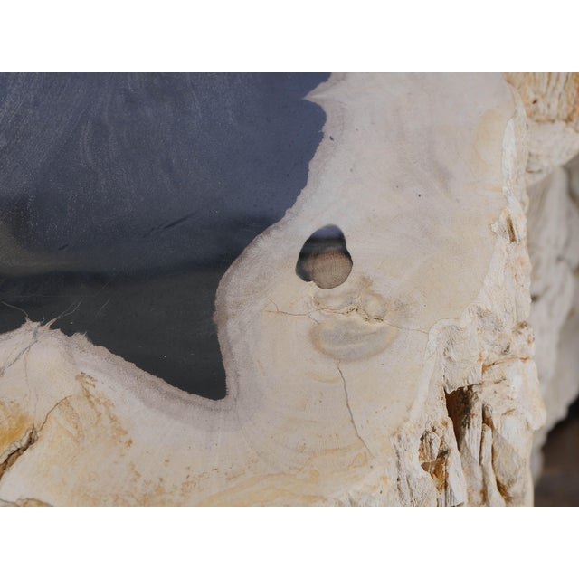 Early 21st Century Big Petrified Wood Side Table by Xyleia Petrified Wood For Sale - Image 5 of 6