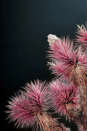 Desert Blooms, Rosy 48x32 Limited Edition of 10 Fine Art Photography by Kristin Hart