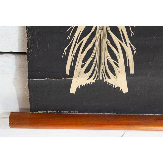 Human Anatomy Charts from Allardi Publisher, 1950s, Set of 2 For Sale - Image 11 of 14
