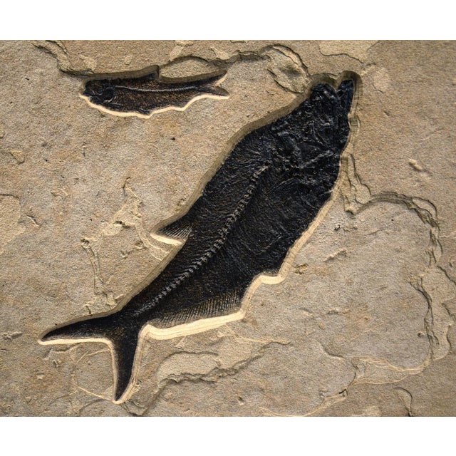 Contemporary Fossil Fish Mural 9005gm For Sale - Image 3 of 5