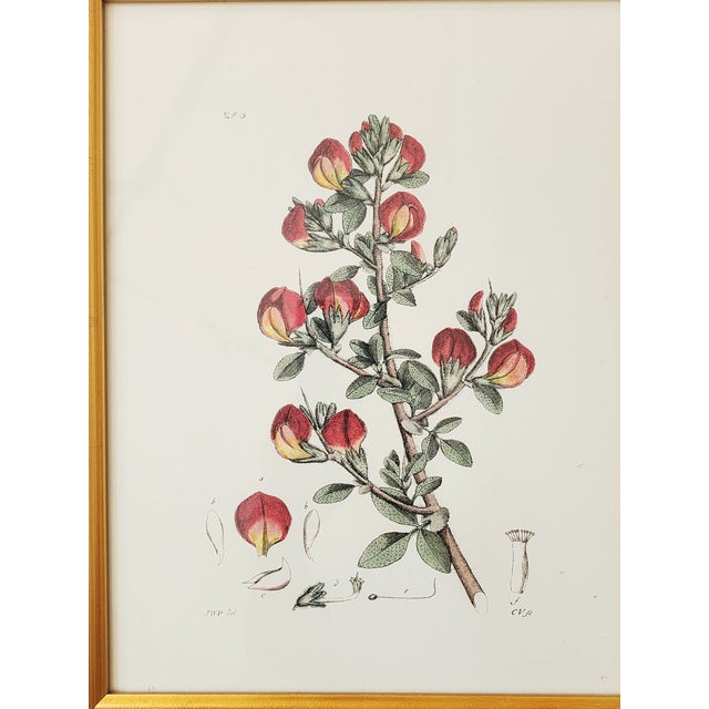 2000 - 2009 Botanical Prints by Shadow Catchers-Set of 4 For Sale - Image 5 of 17