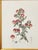 2000 - 2009 Botanical Prints by Shadow Catchers-Set of 4 For Sale - Image 5 of 17
