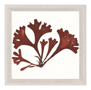 Bradbury Seaweeds 08, Framed Artwork
