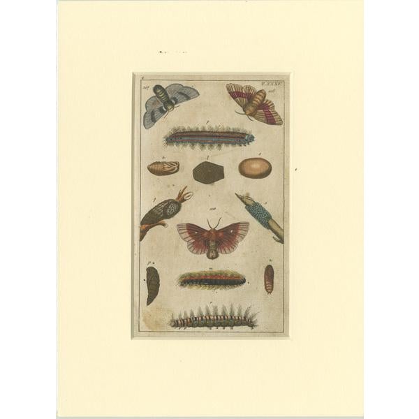 Paper Butterfly Prints with Caterpillars and Pupae, Paper, Set of 6 For Sale - Image 7 of 8