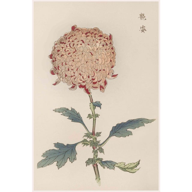 Spider Chrysanthemum by Hasegawa, Vintage Japanese Botanical Art Print, 36" X 54" For Sale