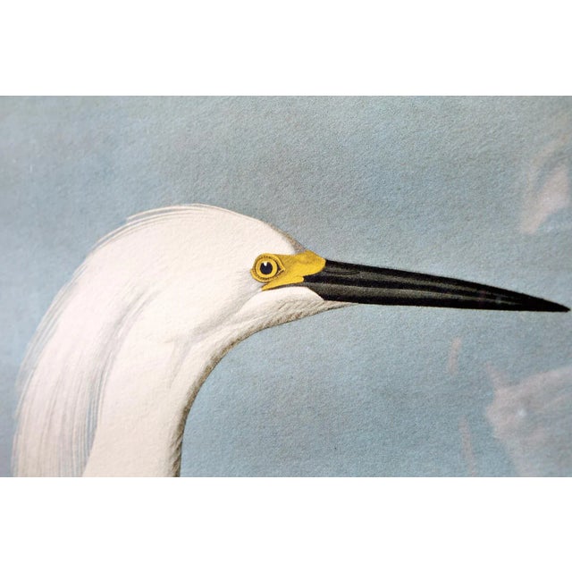 John James Audubon Audubon Snowy Heron or White Egret Plate #242 Framed For Sale - Image 4 of 13