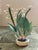 White Polychrome Carved Potted Lily of the Valley For Sale - Image 8 of 12