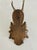1971 German Black Forest Roe Deer Antlers For Sale In Los Angeles - Image 6 of 6