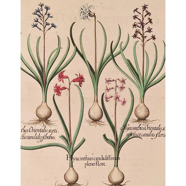 Basilius Besler, Page From "Hortus Eystettensis" (1613) For Sale In San Francisco - Image 6 of 6