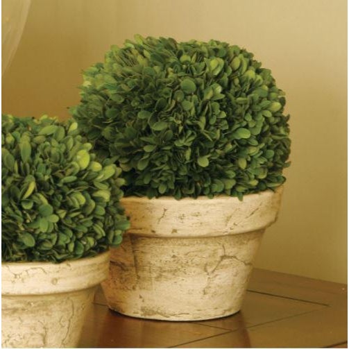 The Boxwood Ball In Pot 9 x 9 x 10 Real English boxwoods, preserved and painstakingly assembled by our masterful artists....