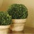 The Boxwood Ball In Pot 9 x 9 x 10 Real English boxwoods, preserved and painstakingly assembled by our masterful artists....