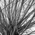 Not Yet Made - Made To Order Paul Cooklin, Tree Branches II, Thornham Walks, Suffolk Art Print IV, Edition of 50 For Sale - Image 5 of 5