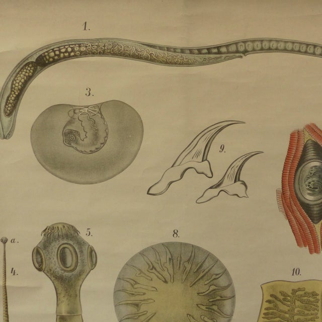 Vintage Educational Tapeworm Anatomy Chart, 1930s Chairish