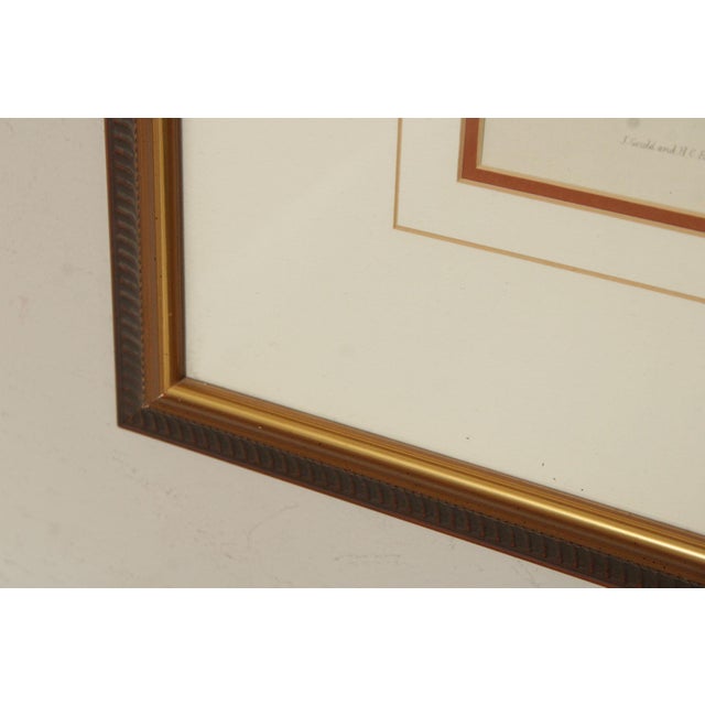 J. Gould and H.C. Richter Ornithological Print, 'Sternoclyta Cyaneipectus' For Sale In Philadelphia - Image 6 of 12