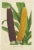 Louis Van Houtte, Red and Yellow Maize, 1875, Print For Sale - Image 4 of 5