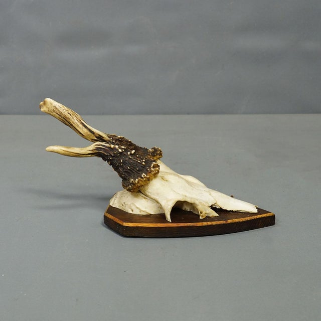 Brown Vintage Set of Six Roe Deer Trophies on Wooden Plaques Germany Ca. 1960s For Sale - Image 8 of 9