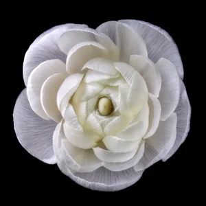 Photographic Botanical Print, “Bijou“ by Artist Debi Shapiro