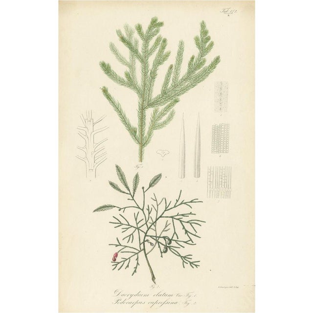 Blume, Botany Illustration of Dacrydium Elatum and a Podocarpus Species, 1847, Print For Sale - Image 6 of 6