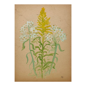 A 1928 Botanical Watercolor Featuring a Study of Goldenrod and Daisies by Artist Harold Haydon