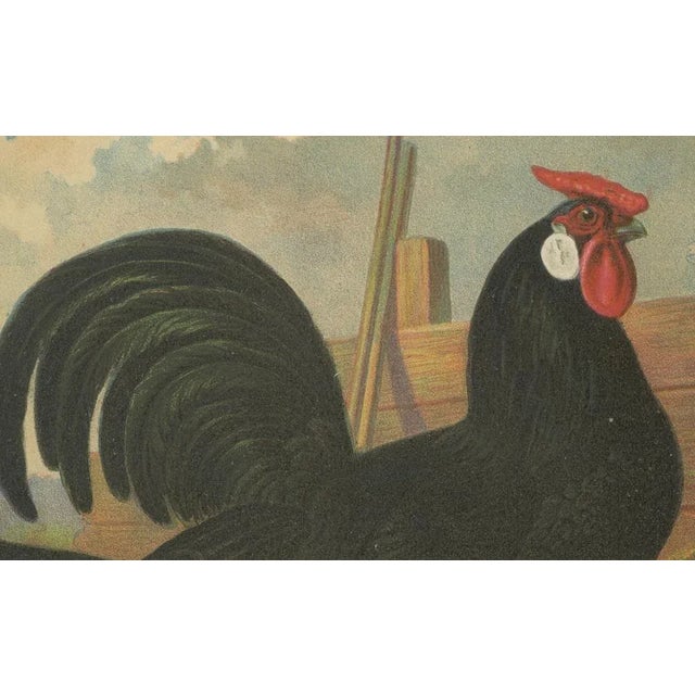 The Sleek Black Hamburg Chicken, 1888, Lithograph For Sale - Image 4 of 10