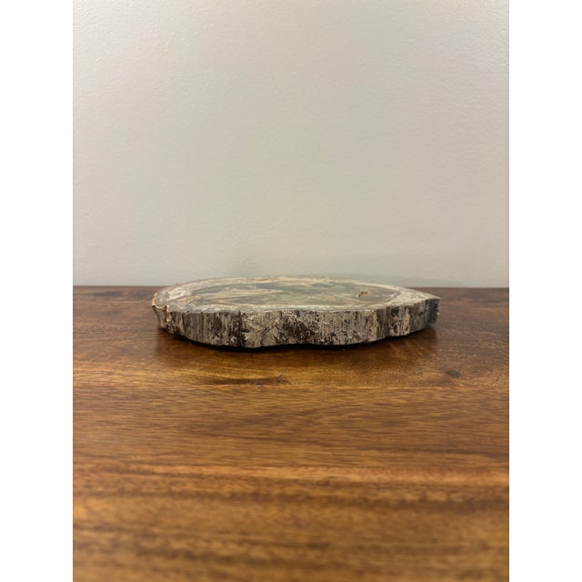 Beautiful vintage petrified wood specimen slab featuring an exceptional natural palette of earthy greens, blue-grey, warm...
