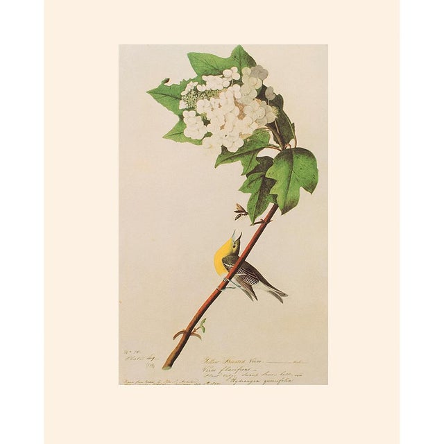 Green Yellow-Throated Vireo After Audubon, 1966 American Classical Print For Sale - Image 8 of 8
