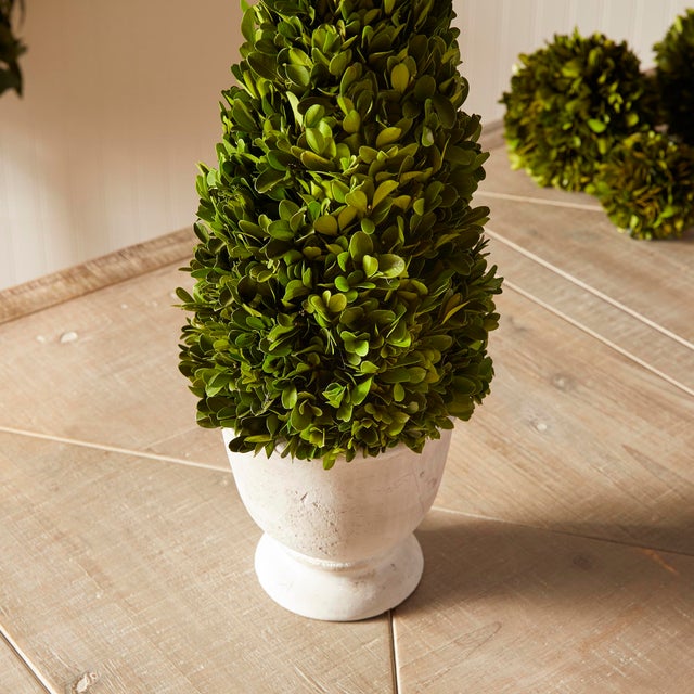 Kenneth Ludwig Chicago Boxwood Cone Topiary In Pot For Sale - Image 4 of 5