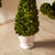 Kenneth Ludwig Chicago Boxwood Cone Topiary In Pot For Sale - Image 4 of 5
