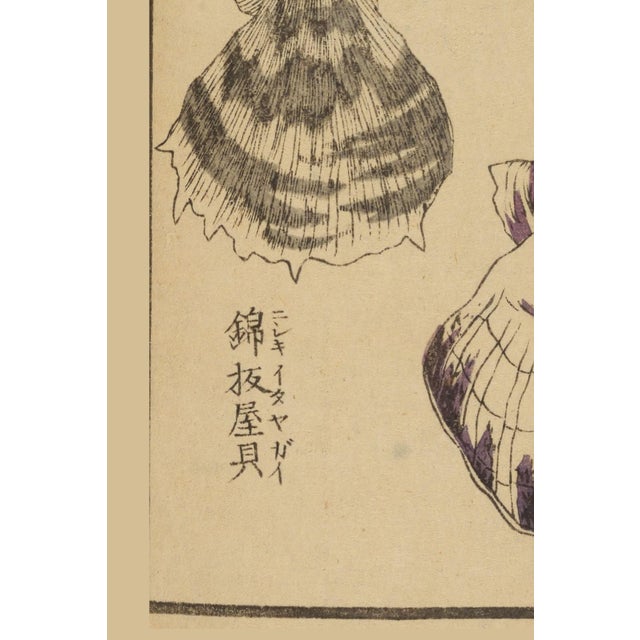 Vintage Japanese Scallop Shells, Woodblock Print Reproduction, 24" X 36" For Sale - Image 4 of 11