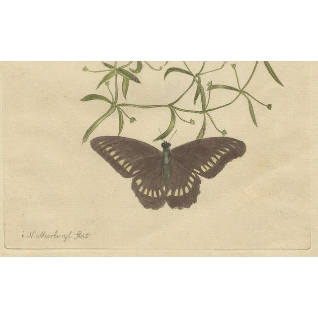 Black Meerburgh, Flowers & Butterflies, 1775, Print For Sale - Image 8 of 13