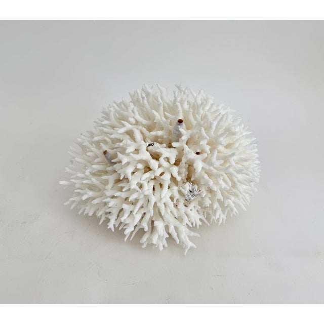 Late 20th Century Natural Birdsnest Coral Specimen Coastal Decor For Sale - Image 5 of 6