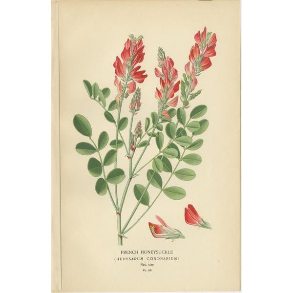 Edward Steps, Triptych of Botanical Illustrations, 1896, Paper, Set of 3 For Sale - Image 4 of 6
