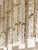 Contemporary gold chandelier in Murano Glass full of leaves that give a touch of “tropical” design. Extremally elegant and...